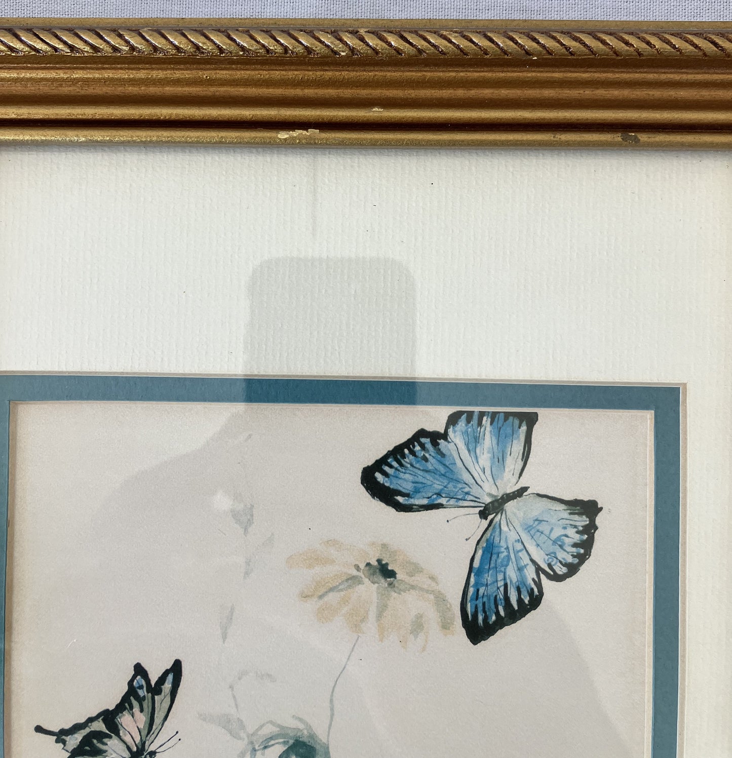 Set of Framed Butterfly Prints by Morningstar