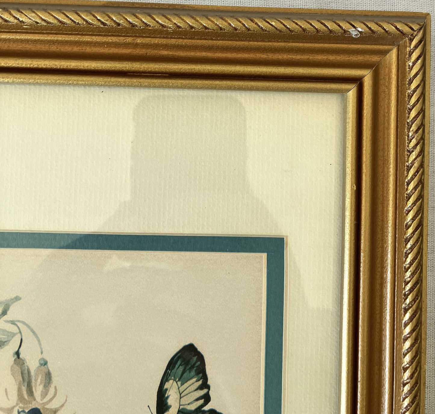 Set of Framed Butterfly Prints by Morningstar