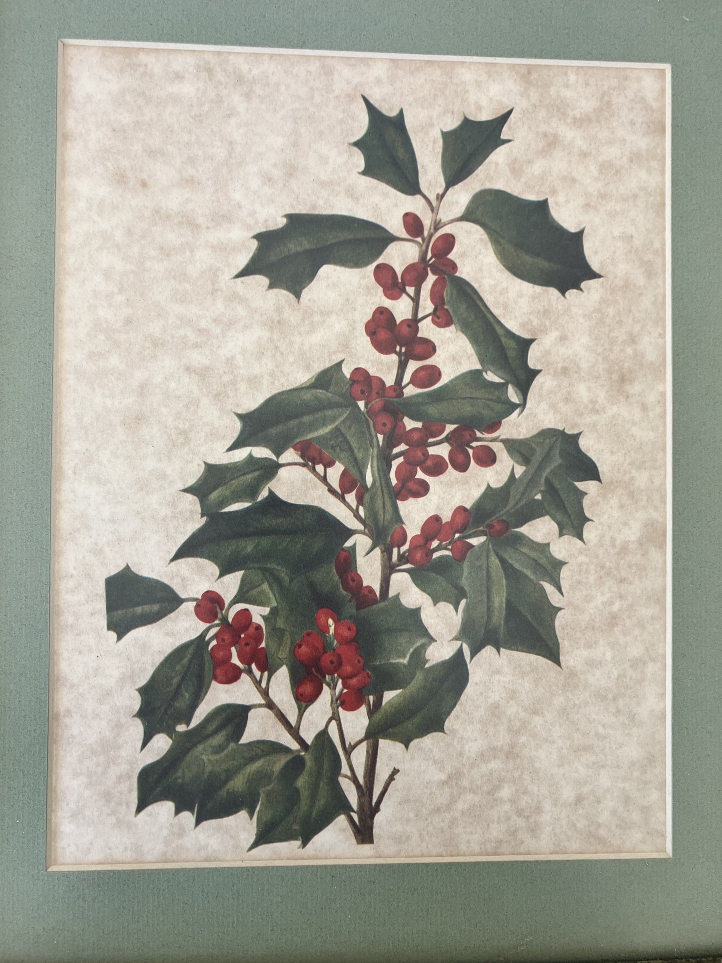 Botanical Framed Print, Holly Branch with Berries