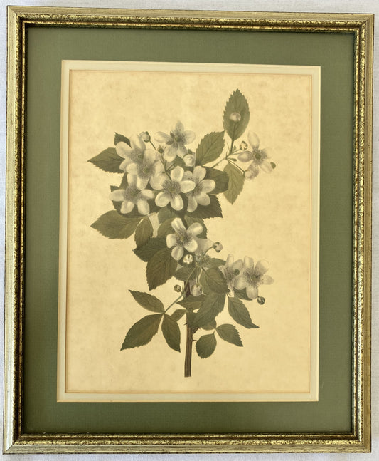 Botanical Framed Print, Wildflower Branch